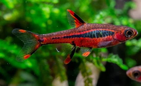 micro fish|The Chili Rasbora: Care Guide 101 (+ Tips) .